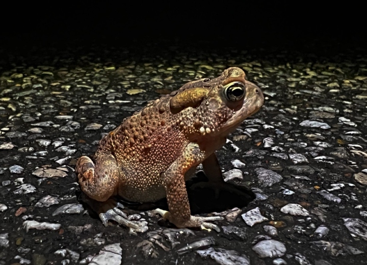 American Toad